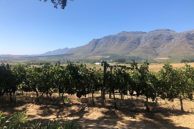 Vine Hopper: Hop-On Hop-Off Wine Tour - Northern Route - Bergkelder and the value of variety