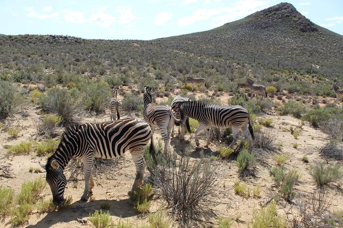 Visit African Big 5 Safari Aquila Game Reserve from Cape Town - full Day - Why Aquila Works as a Cape Town Safari