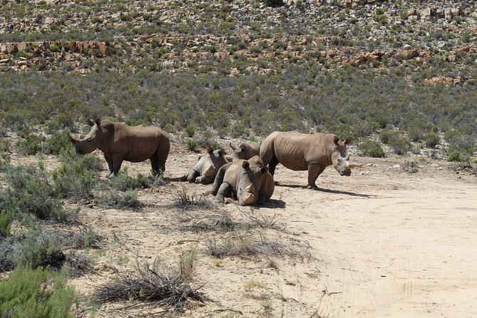 Visit African Big 5 Safari Aquila Game Reserve from Cape Town - full Day - The Road From Cape Town Through Paarl