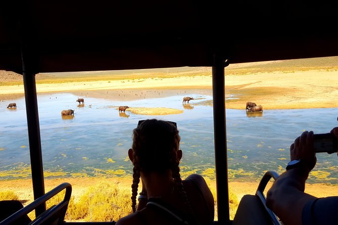 Visit African Big 5 Safari Aquila Game Reserve from Cape Town - full Day - Three Hours in an Open 4WD Vehicle