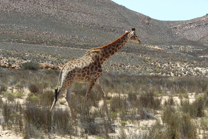 Visit African Big 5 Safari Aquila Game Reserve from Cape Town - full Day - Weather, Cancellation, and Timing