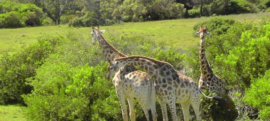 Visit Port Elizabeth :Kragga Kamma Wildlife Bus/Car tour - Kragga Kamma, a quick wildlife break near the city