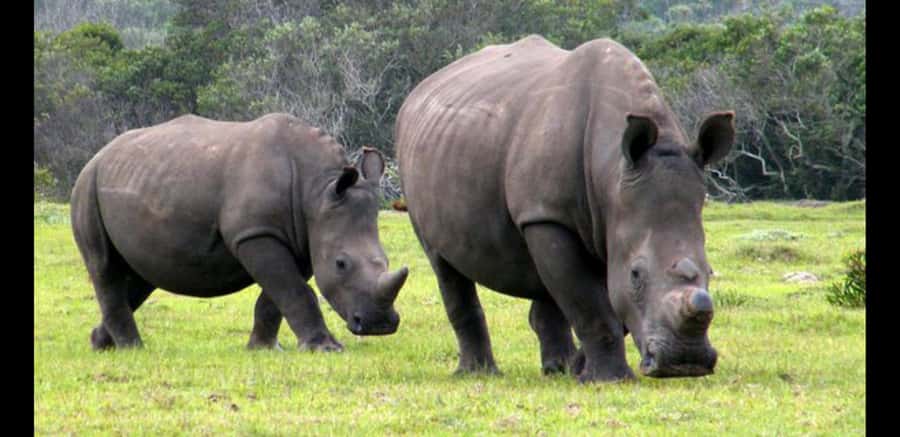 Visit Port Elizabeth :Kragga Kamma Wildlife Bus/Car tour - Why the coastal setting adds something useful