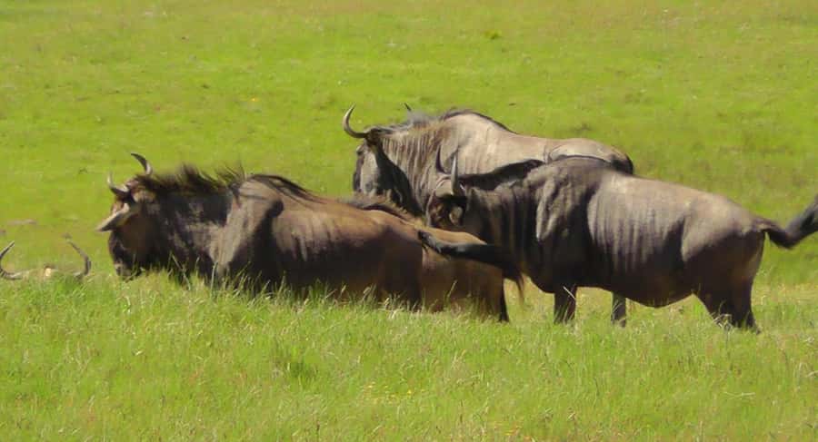 Visit Port Elizabeth :Kragga Kamma Wildlife Bus/Car tour - Returning to Port Elizabeth’s historic center