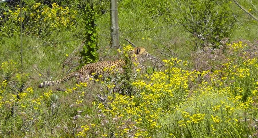 Visit Port Elizabeth :Kragga Kamma Wildlife Bus/Car tour - The marketplace, crafts, and optional beer tasting
