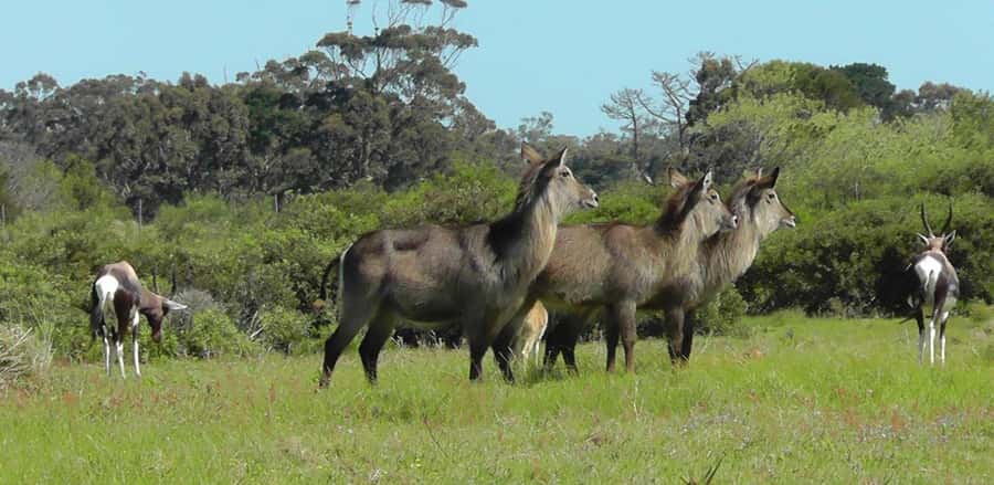 Visit Port Elizabeth :Kragga Kamma Wildlife Bus/Car tour - Is $115 a fair price?
