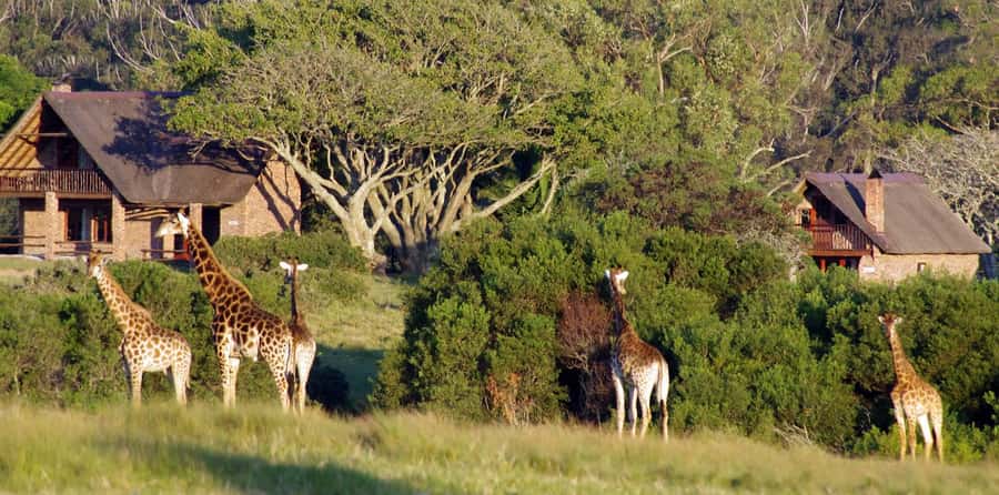 Visit Port Elizabeth :Kragga Kamma Wildlife Bus/Car tour - Who will enjoy this Port Elizabeth tour most?