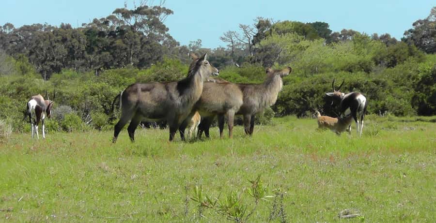 Visit Port Elizabeth :Kragga Kamma Wildlife Bus/Car tour - A practical way to plan your day
