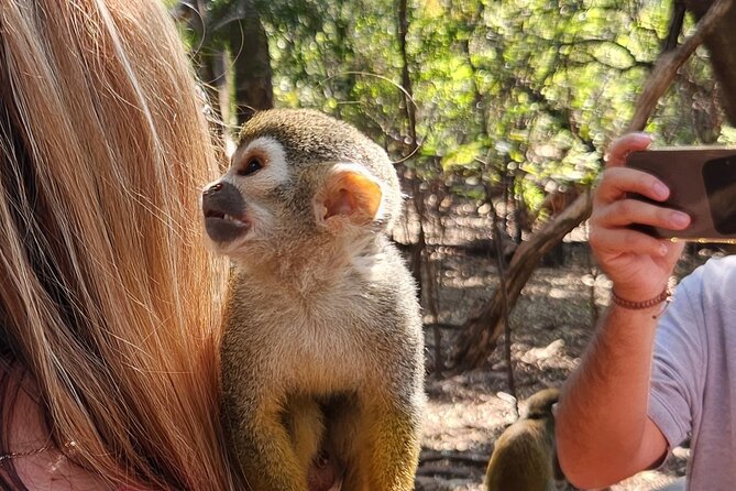 Walk with Elephants Experience plus Monkey Forest Walk - Two animal encounters, one long morning