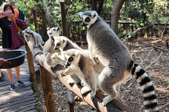 Walk with Elephants Experience plus Monkey Forest Walk - Why the monkey stop works best for curious families