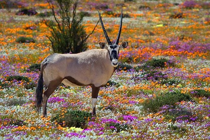 West Coast Wonders Full Day Tour with Private Transfer - Key points to know before booking