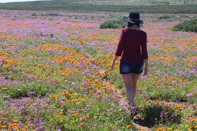 West Coast Wonders Full Day Tour with Private Transfer - The drive from Cape Town and the farm stall stop