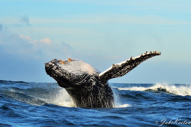 Whale, Dolphin & Penguin Island Cruise - Key points at a glance