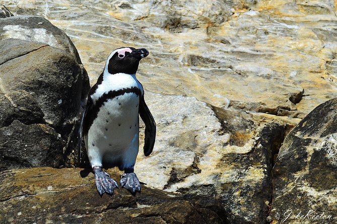 Whale, Dolphin & Penguin Island Cruise - Leaving Port Elizabeth at 8am