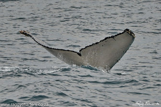 Whale, Dolphin & Penguin Island Cruise - Seabirds, seals, and possible sharks