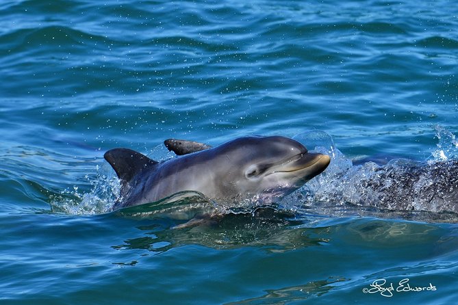 Whale, Dolphin & Penguin Island Cruise - Is the $185.19 price good value?