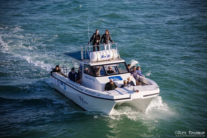 Whale, Dolphin & Penguin Island Cruise - Weather, comfort, and photography