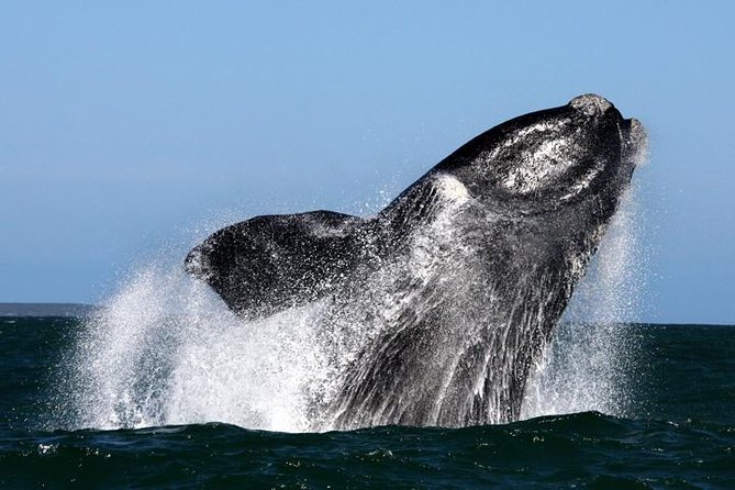 Whale Watching from Gansbaai - Key points to know before booking
