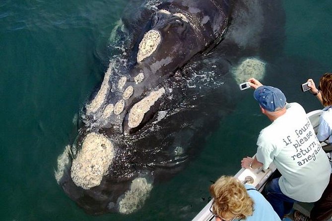 Whale Watching from Gansbaai - Leaving Gansbaai Harbor for De Kelders