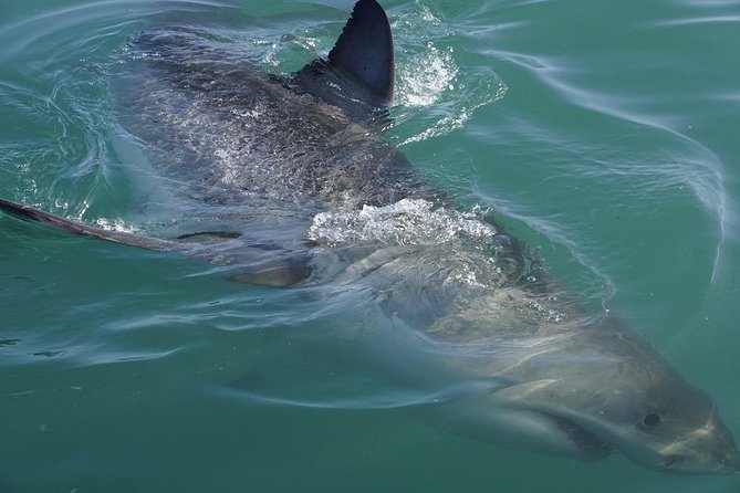 Whale Watching from Gansbaai - Dolphins, sharks, penguins, seals, and other species
