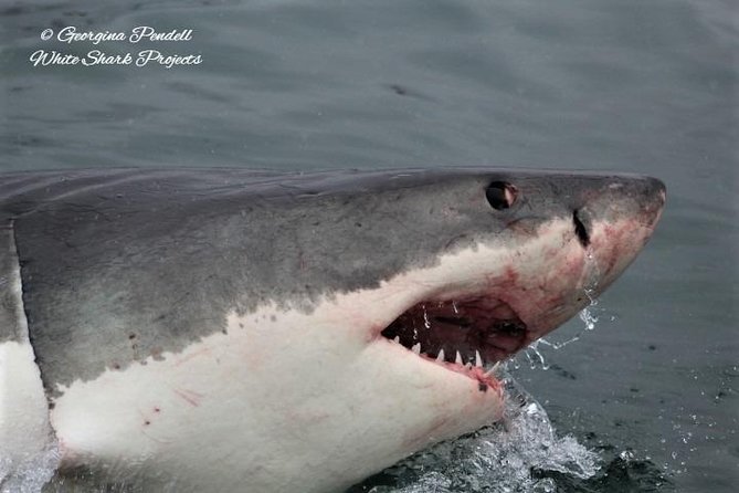 Whale Watching from Gansbaai - The guide, safety briefing, and wildlife manners