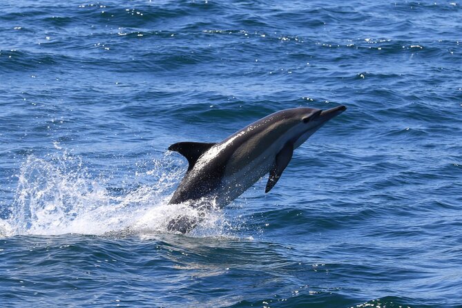 Whale Watching from Gansbaai - What to wear and pack for the open water