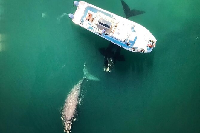 Whale Watching from Gansbaai - Why the 25-person limit matters