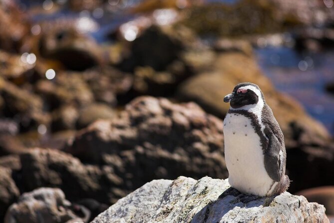 Whale Watching Hermanus - Boat base - Why Hermanus is worth the long ride from Cape Town