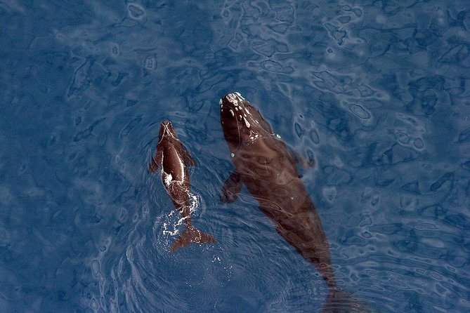 Whale Watching Hermanus - Boat base - What happens at the Walker Bay boat base