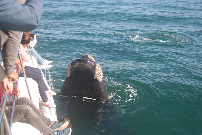 Whale Watching Hermanus - Boat base - Boat size is the biggest point to understand