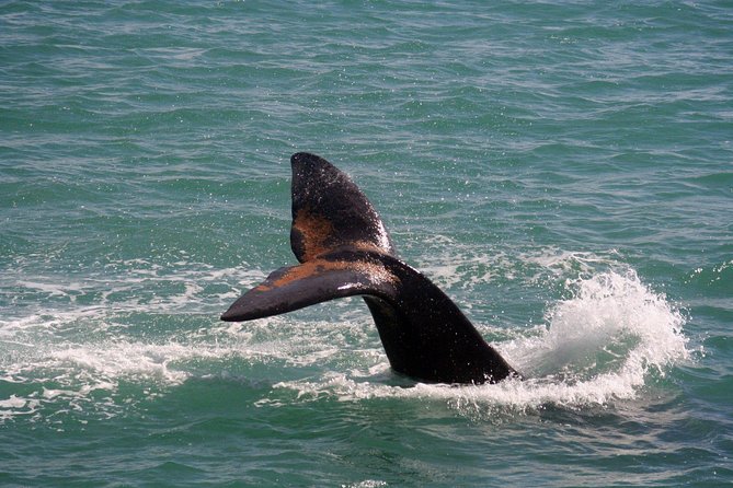 Whale Watching Hermanus - Boat base - A little time in Hermanus adds welcome balance