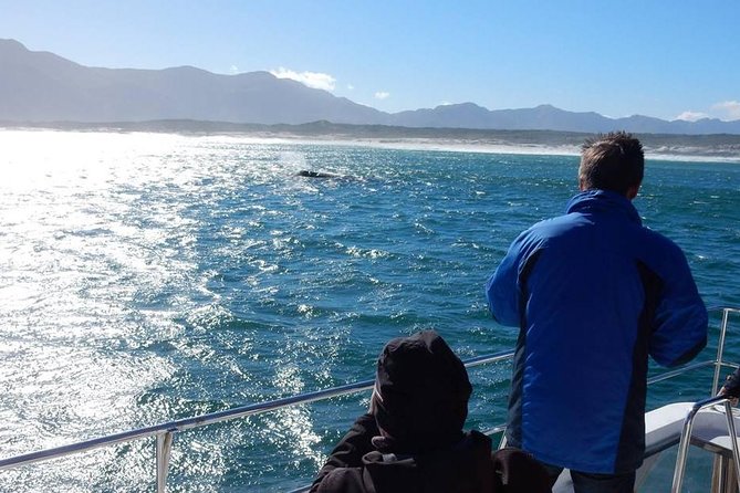 Whale Watching Hermanus - Boat base - Who will enjoy this whale-watching day
