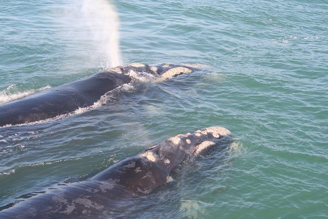 Whale Watching Hermanus - Boat base - Southern Right Whales are the main reward