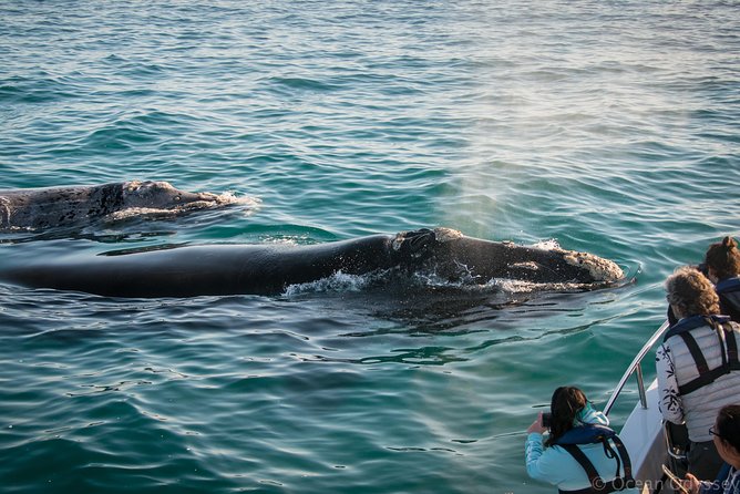 Whale Watching Knysna - Close Encounter Experience Ocean Odyssey - Why this Knysna whale trip feels different