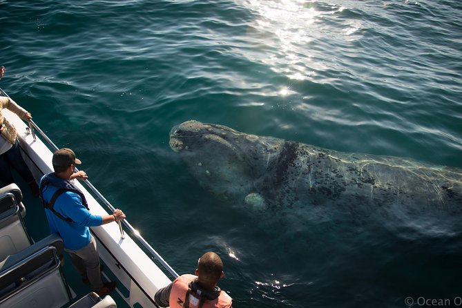Whale Watching Knysna - Close Encounter Experience Ocean Odyssey - Watching for whales, dolphins, seals, and birds