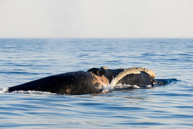 Whale Watching Knysna - Close Encounter Experience Ocean Odyssey - Is $94.90 a fair price?