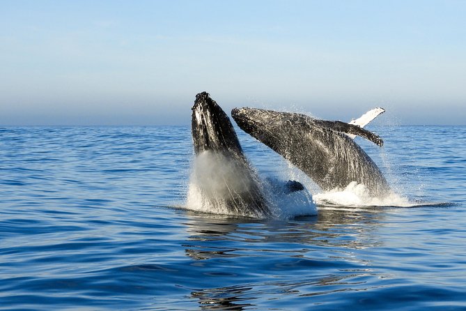 Whale Watching Knysna - Close Encounter Experience Ocean Odyssey - Who should book this experience?