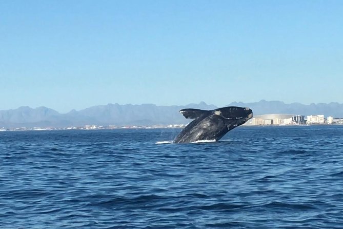 Whale Watching Tour from Cape Town - Why Hermanus is the star of the day
