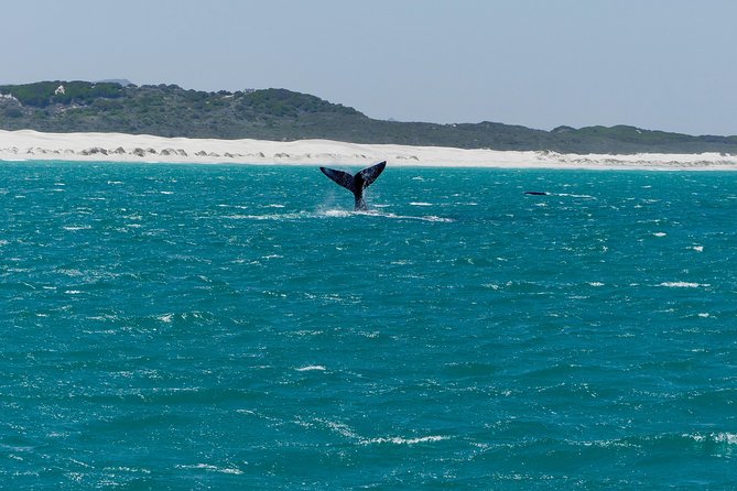Whale Watching Tour from Cape Town - Leaving Cape Town at 8:00 a.m.