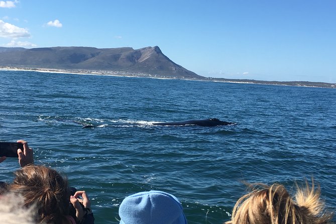 Whale Watching Tour in Hermanus with Hotel Pickup - What the private format is worth