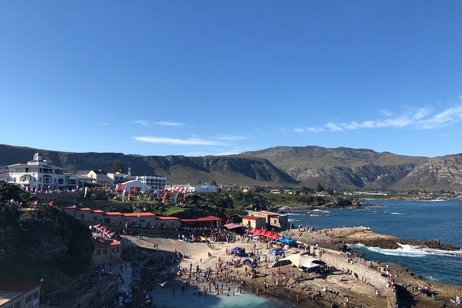 Whale Watching Tour in Hermanus with Hotel Pickup - The strongest parts of the experience