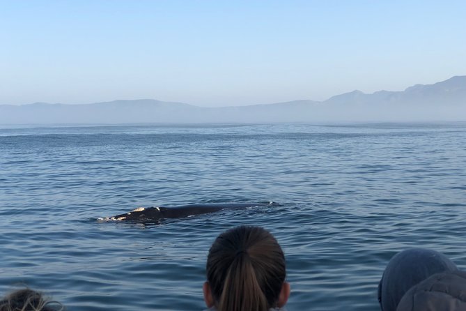 Whale Watching Tour in Hermanus with Hotel Pickup - Who should book this Hermanus outing?