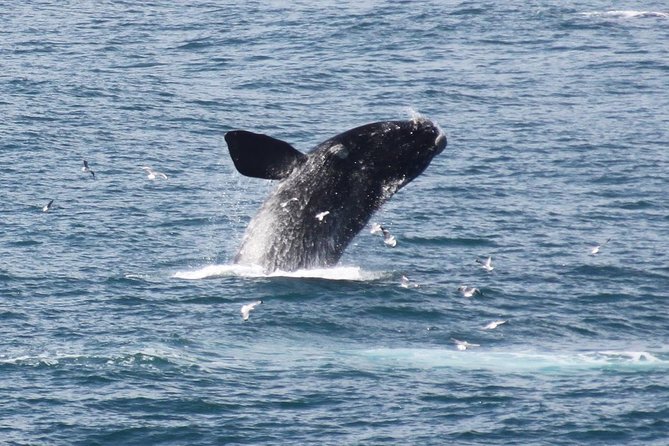 Whale Watching Walking Tours (Land-Based) - from JUNE 2025 - Key details at a glance