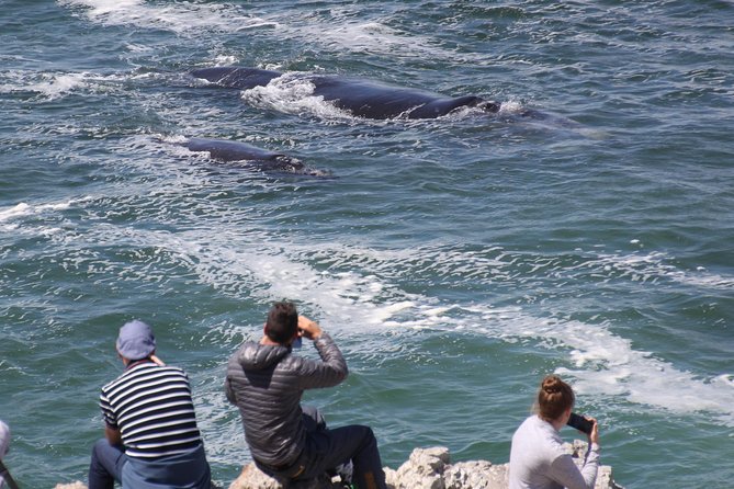 Whale Watching Walking Tours (Land-Based) - from JUNE 2025 - Starting at The Whale House Museum
