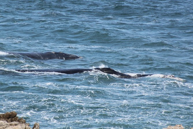 Whale Watching Walking Tours (Land-Based) - from JUNE 2025 - What you may see from the cliffs