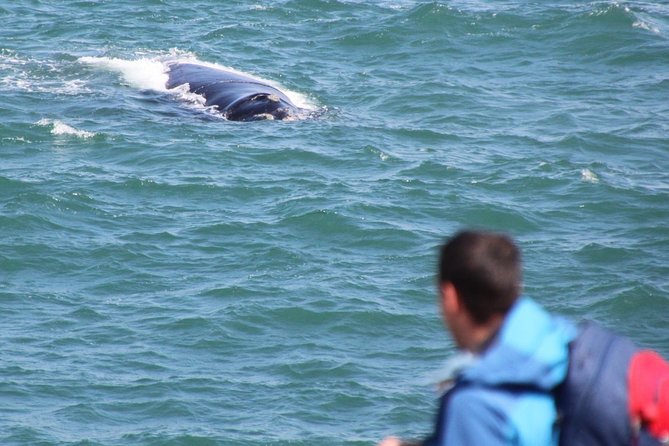 Whale Watching Walking Tours (Land-Based) - from JUNE 2025 - Price and value at $57.51