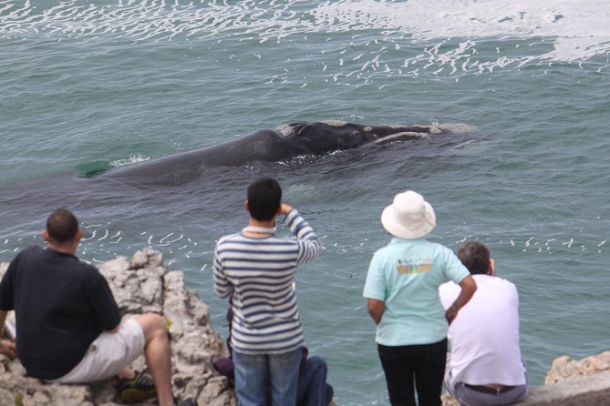 Whale Watching Walking Tours (Land-Based) - from JUNE 2025 - Five to seven viewpoints by private vehicle