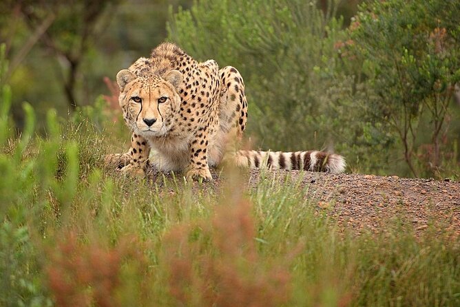 Wild Cat Experience Tour - Key points to know before you go