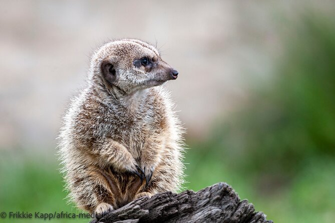 Wild Cat Experience Tour - Cheetahs, caracals, and servals broaden the picture