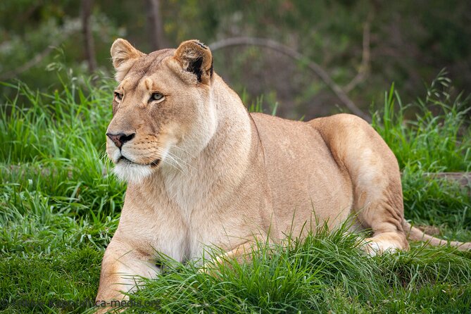 Wild Cat Experience Tour - Meerkats, marabou storks, and the penguin pool
